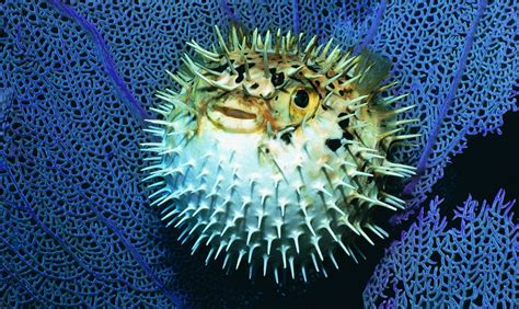 Nice blowfish photo and wallpaper. Cute Nice blowfish pictures