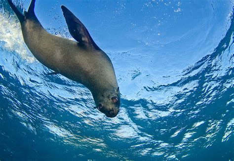 Narooma Diving Charters - Seals, Snorkel & SCUBA Diving