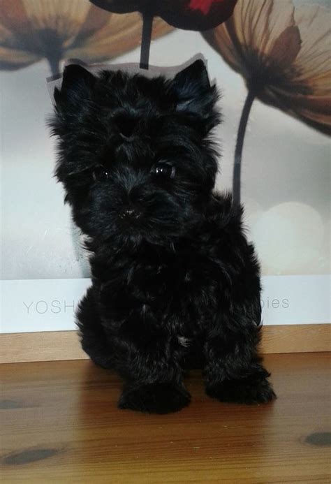 black yorkshire terrier puppy - Google Search in 2020 | Yorkshire ...