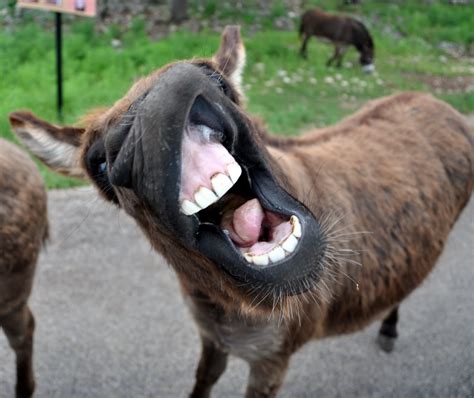 Traveling with the Longdogs: An African Safari....Texas-Style