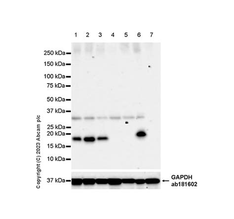 Recombinant Anti-CD3 epsilon antibody [LE-CD3 #3/4] - BSA and Azide ...