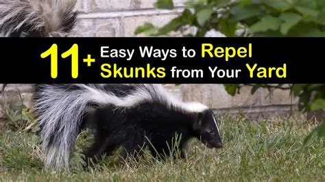 11+ Easy Ways to Repel Skunks from Your Yard