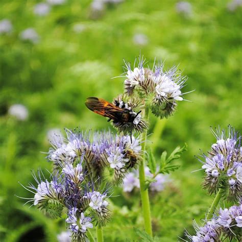 Seeds of PHACELIA TANACETIFOLIA var. Stala - Blue Tansy - T.O.G