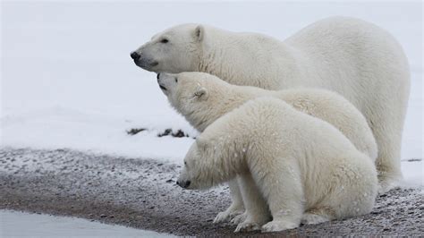 Wallpaper Polar bear family, snow, cold 2560x1600 HD Picture, Image