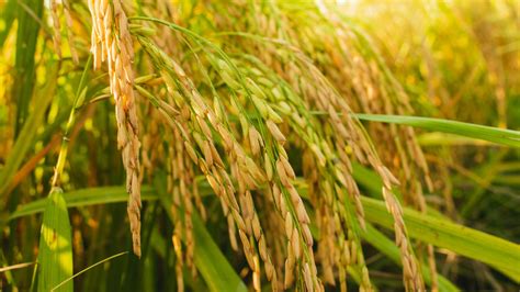 How A Major Threat To Rice Crops Is Gaining Resilience