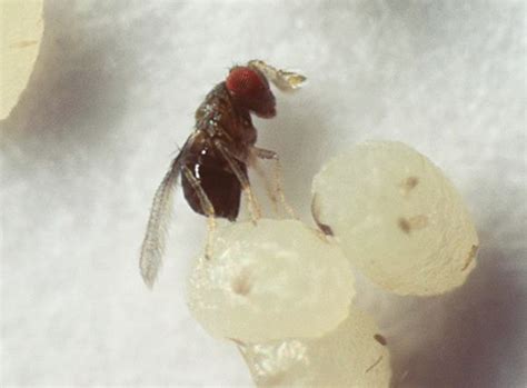 Trichogramma wasp parasitizing host egg - Entomology Today