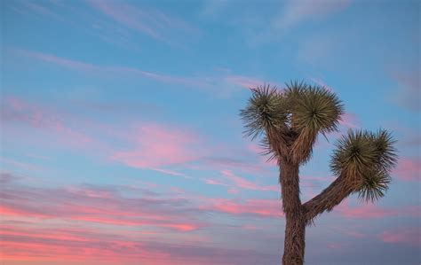 Joshua Tree Sunset Royalty Free Photo