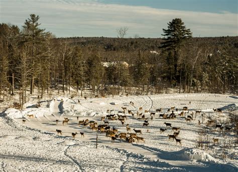 Why Are Tens of Thousands Tuning In to See Deer Feed In Piscataquis County? | Down East Magazine