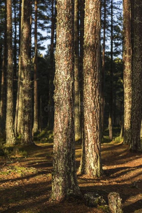 Caledonian Forest stock image. Image of trees, caledonian - 131101895