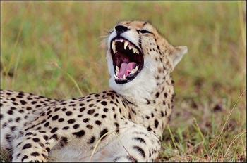 In Your Quest To Spot Cheetah Habitat Is Key