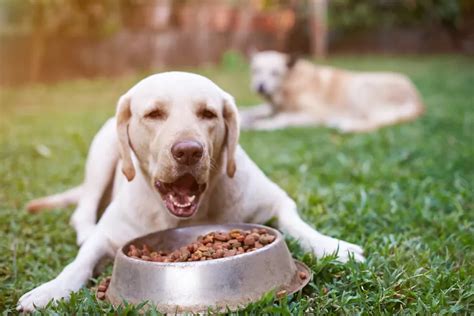 Soft dog food for senior dogs, A Guide to Feeding Your Aging Pet