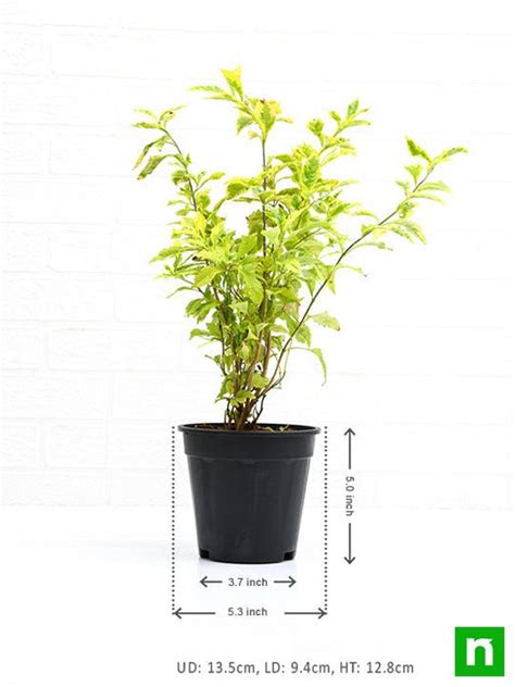 Buy Duranta Golden Edge - Plant online from Nurserylive at lowest price.