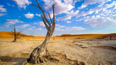 Wallpaper : Namibia, Africa, wood, desert, landscape 2560x1440 - WallpaperManiac - 1899979 - HD ...