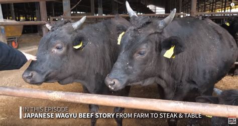 VIDEO – Only In Japan – Wagyu Beef From Farm To Table – Rocking 711 Ranch