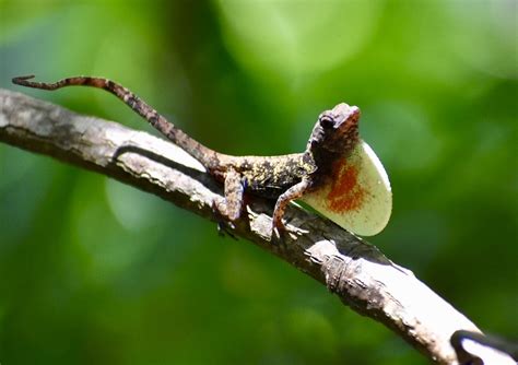 Urban Lizards Like It Hot (and Their Genes May Tell Us Why) – Anole Annals