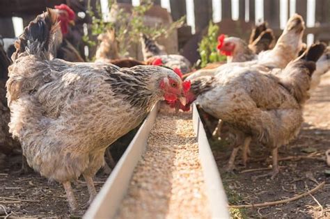 Chicken Scratch: Things You Need to Know before Feeding