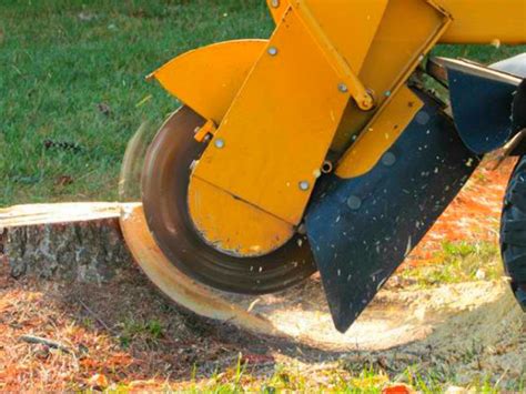 Stump Grinding | Peter's Tree Service LLC | Beaverton & Portland, OR | Tree Maintenance Services