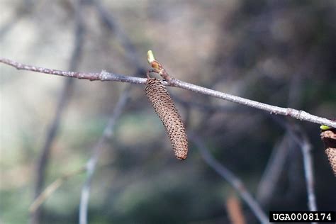 Betula papyrifera (paper birch): Go Botany