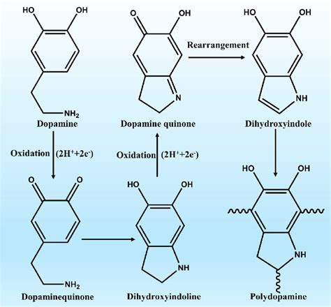 Schematic diagram of dopamine self polymerization principle. | Download Scientific Diagram