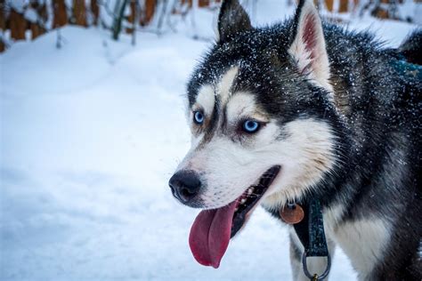 Husky Eye Colors Guide With Pictures – Can Husky Eyes Change Color?