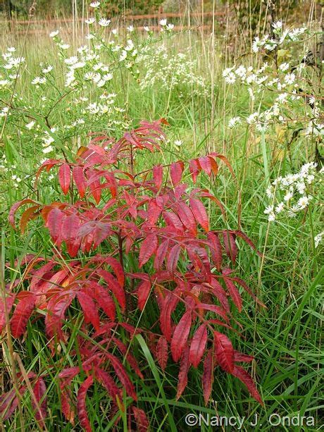 Rhus copallina? Oct 2011 in 2020 | Native plants, Plants, Landscape