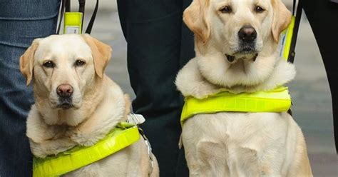 Guide Dogs charity's radio ad is banned for encouraging kids to ask ...