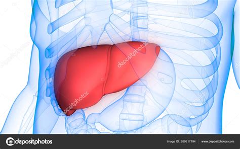 Human Body Organs Liver Anatomy Stock Photo by ©magicmine 389217194