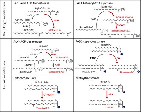 Major classes of specialized enzymes for unusual fatty acid ...