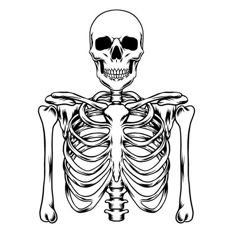 Human skeleton vector art 13373993 Vector Art at Vecteezy