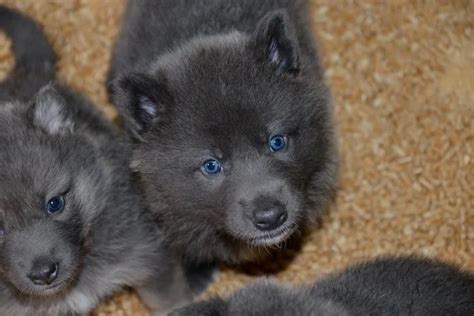 How Much Does a Blue Bay Shepherd Puppy Cost? | Anything German Shepherd