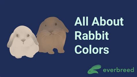 All About Rabbit Colors - Everbreed