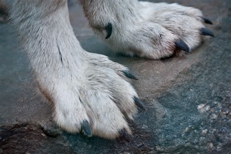 Wolf Paws | Paula Wild