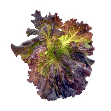 Red Leaf Lettuce, Health Benefits and Nutritional Value