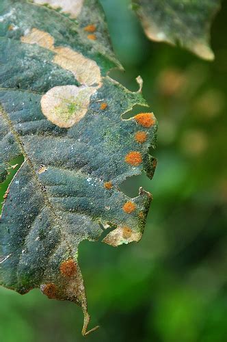 Coffee leaf rust: a complex disease — Coffee & Conservation