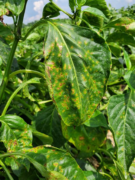 Diagnosing important diseases in Pepper – Reference Guide — Plant ...