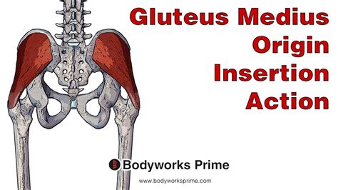 Gluteus Medius Muscle