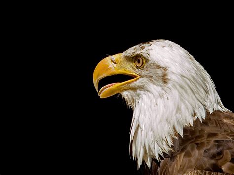 All Wallpapers: Eagles Birds Wallpapers