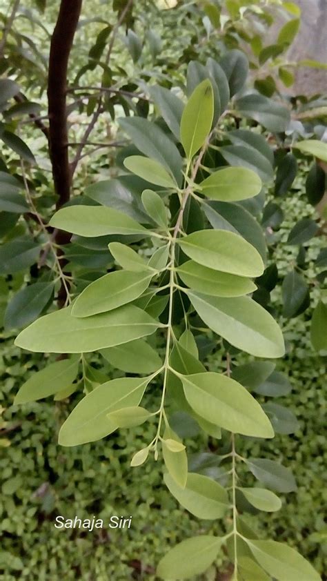 Sandalwood Leaves Tambuli / Gandhadele Tambuli