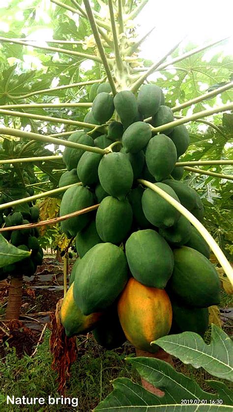 Growing papaya tree | How to grow Papaya in a container