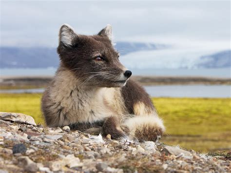 Arctic Fox during the summer Fox Background, Svalbard Norway, Photos ...