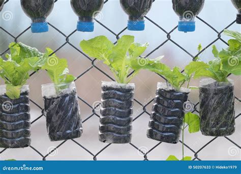 Plants Potted In Used Water Bottle Stock Photo - Image: 50207633