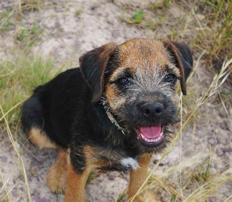 Border Terrier Puppies For Sale Near Me | PETSIDI