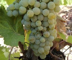 Azal Branco - White Wine Grape Variety | Wine-Searcher