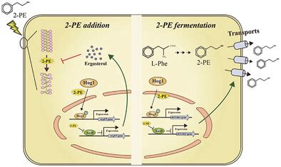 Regulatory mechanisms and cell membrane properties of Candida ...