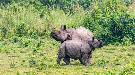 Wildlife Photography Tour in Nepal - Himalayan Circuit