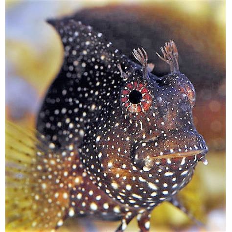 Starry Blenny Size: S 1" to 2" – Violet Aquarium