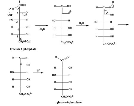 16 Isomers Of Glucose