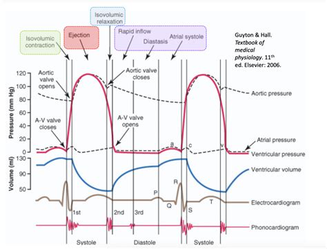 Wiggers Diagram Diagram | Quizlet