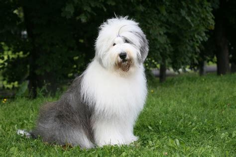 The fluffiest dog breeds that were made to snuggle