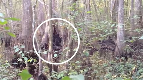 Incredible resurfaced video shows Bigfoot moving through Mississippi ...